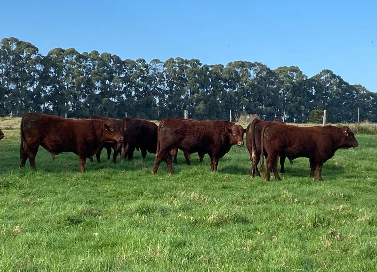 Red Poll Cattle for sale - Image 5