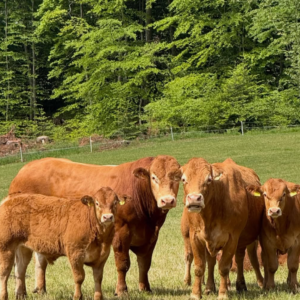 Limousin Cattle For Sale