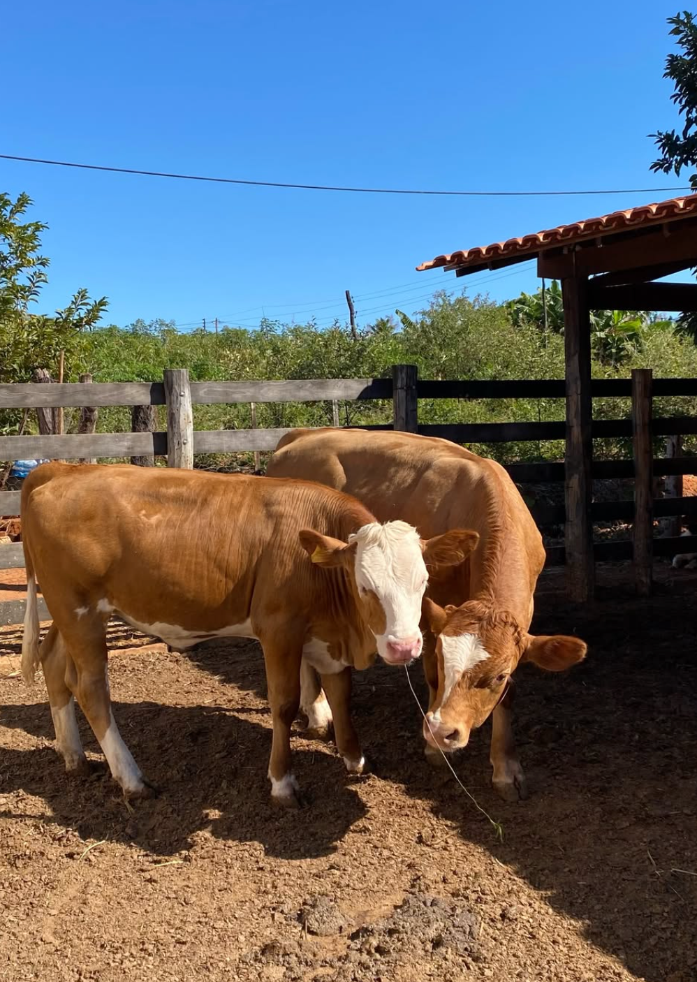 Simmental Cattle for Sale - Image 2