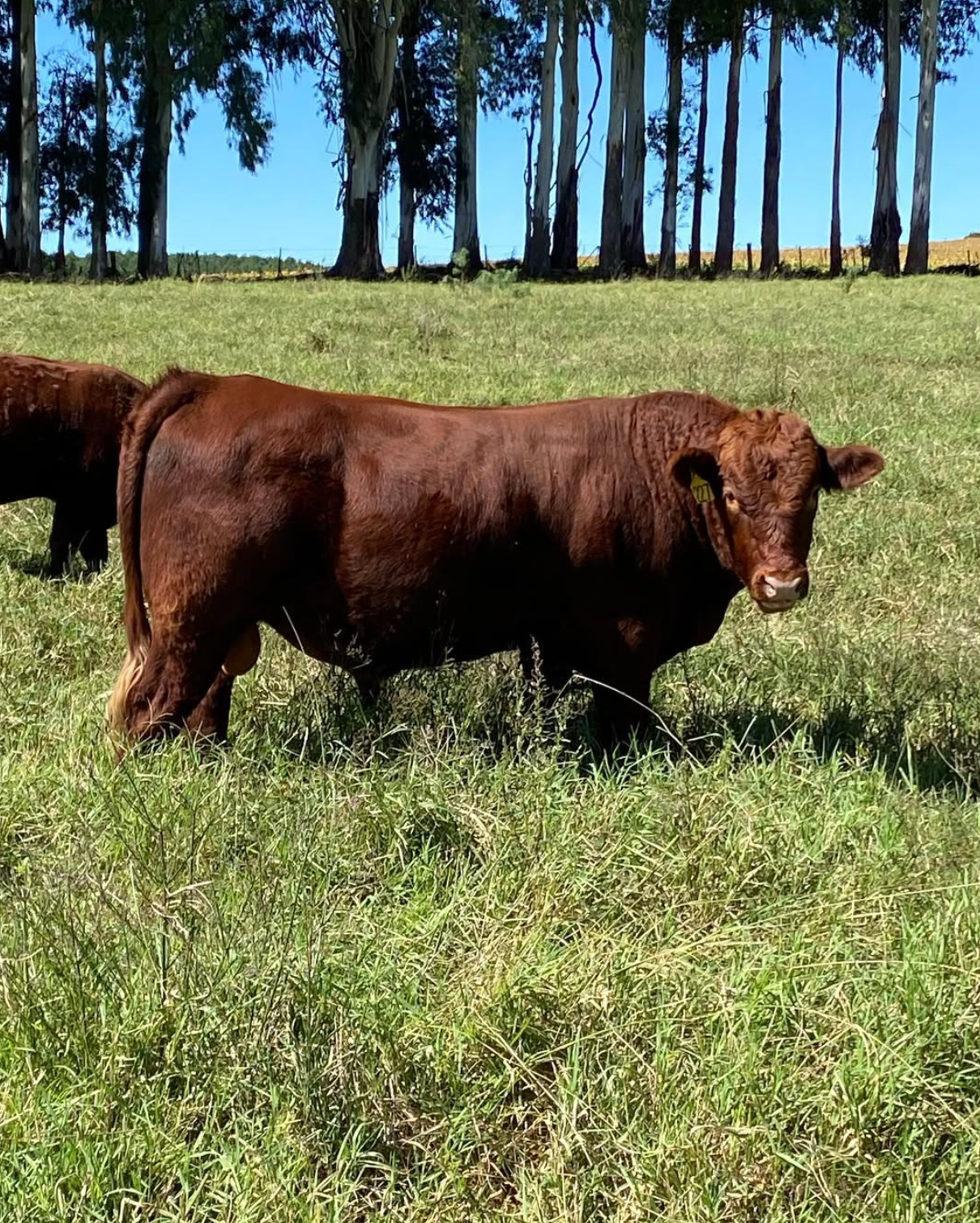 Red Poll Cattle for sale - Image 4