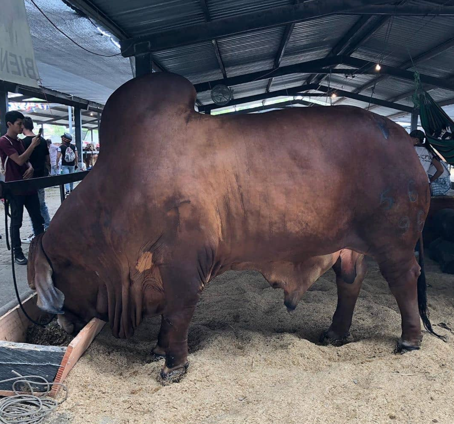 Simmental Cattle for Sale - Image 3