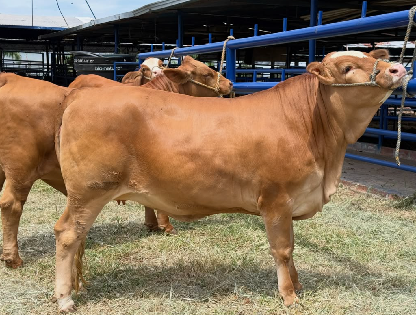 Simmental Cattle for Sale - Image 4