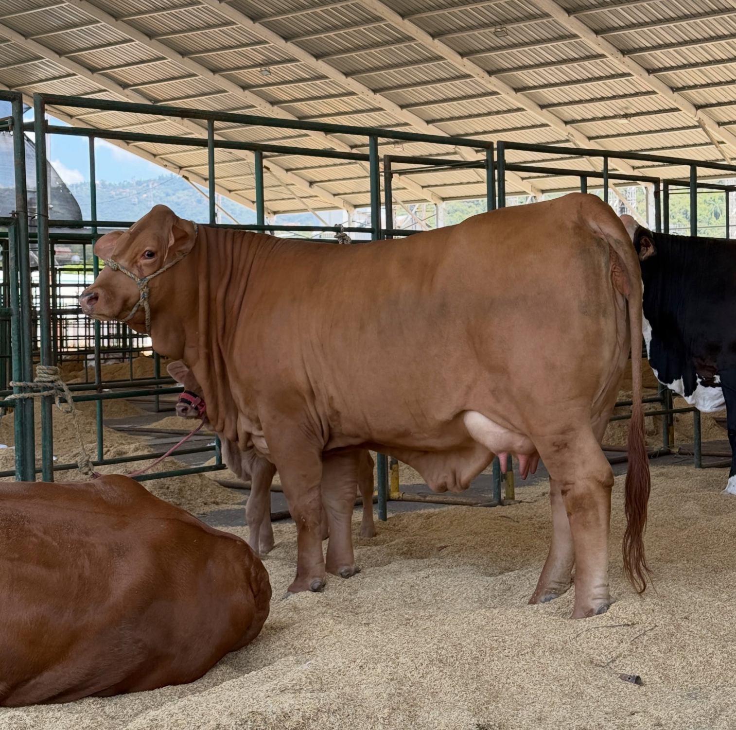 Simmental Cattle for Sale - Image 5