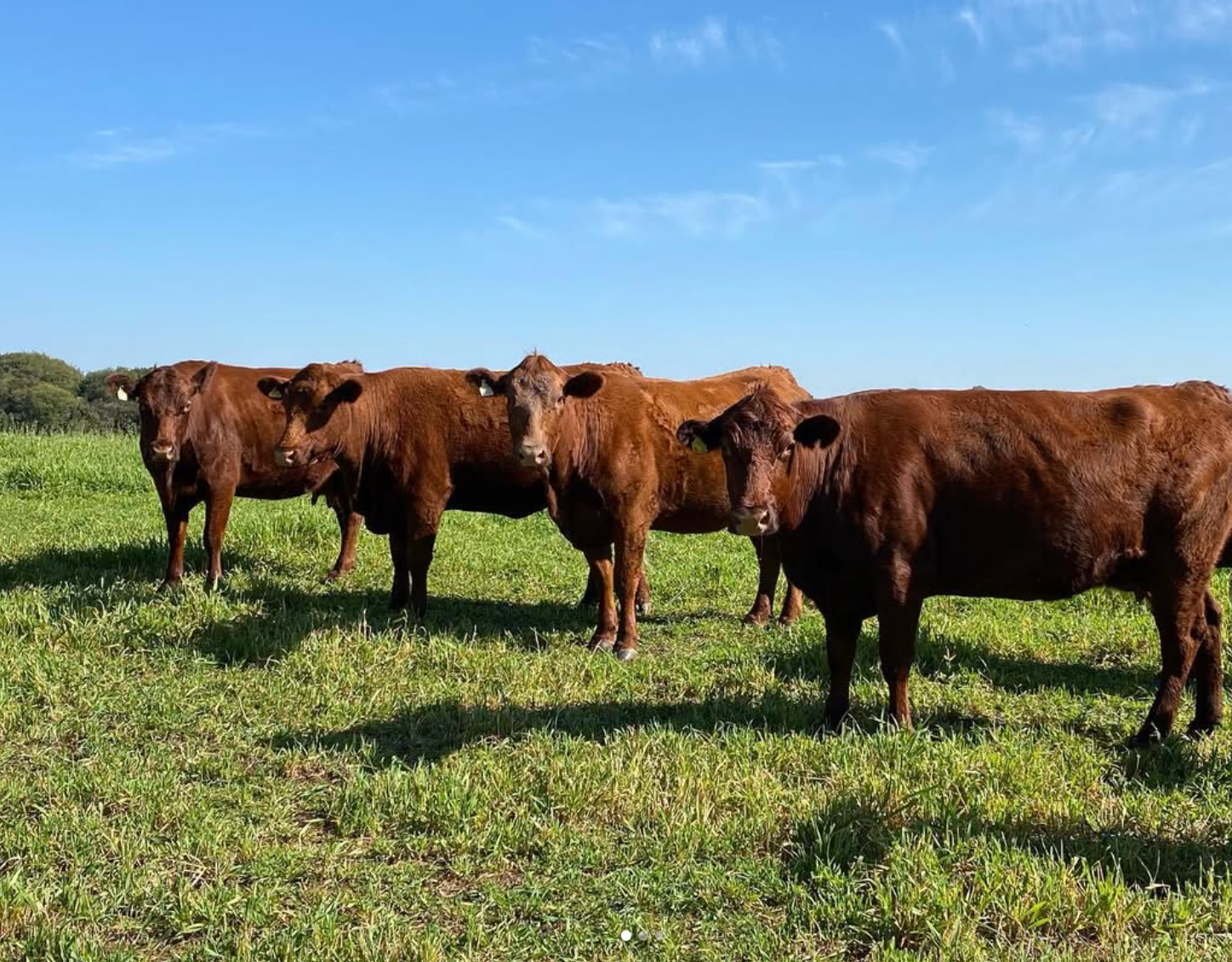 Red Poll Cattle for sale - Image 3