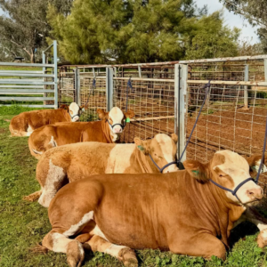 Simmental Cattle for Sale
