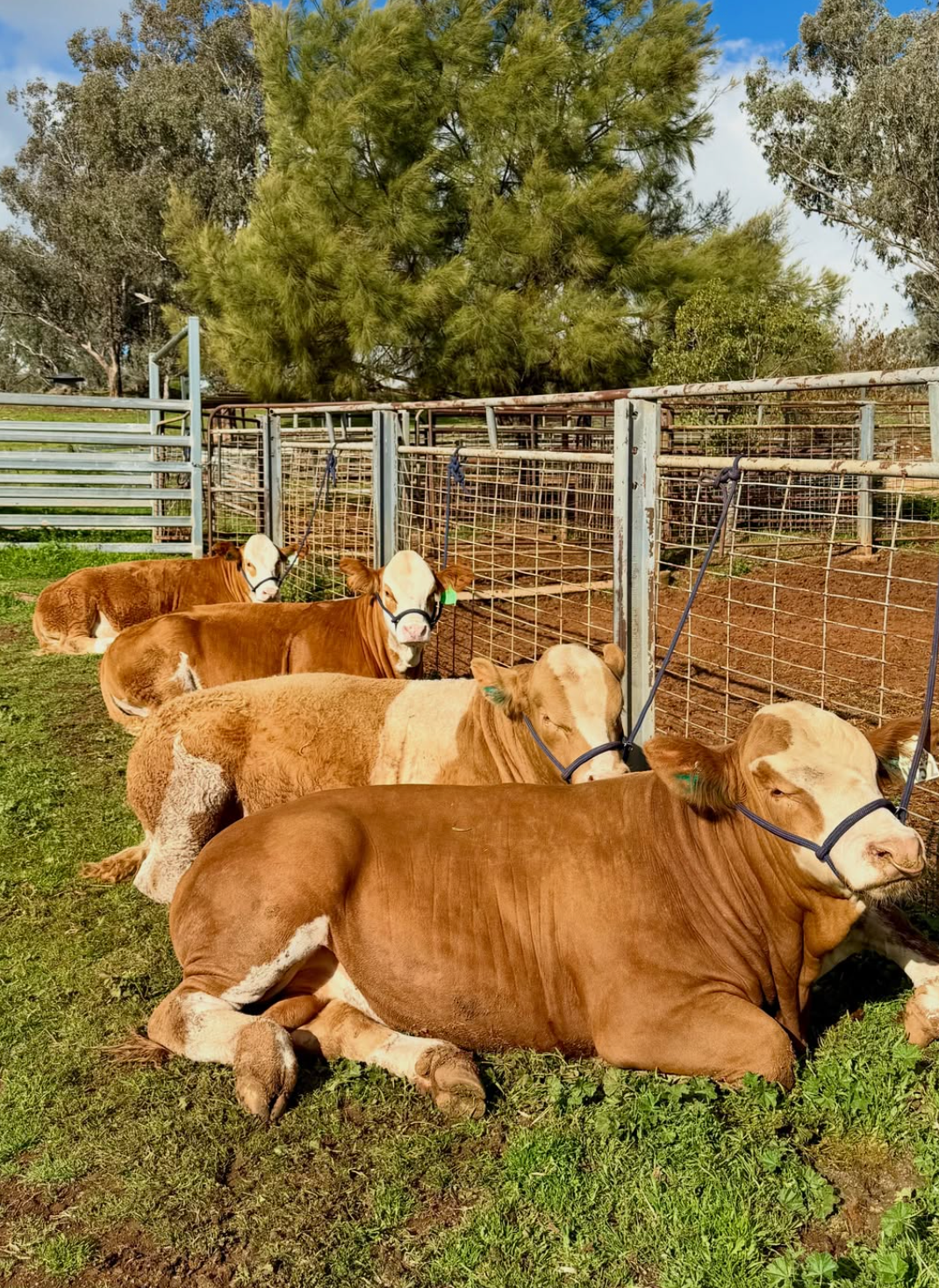 Simmental Cattle for Sale