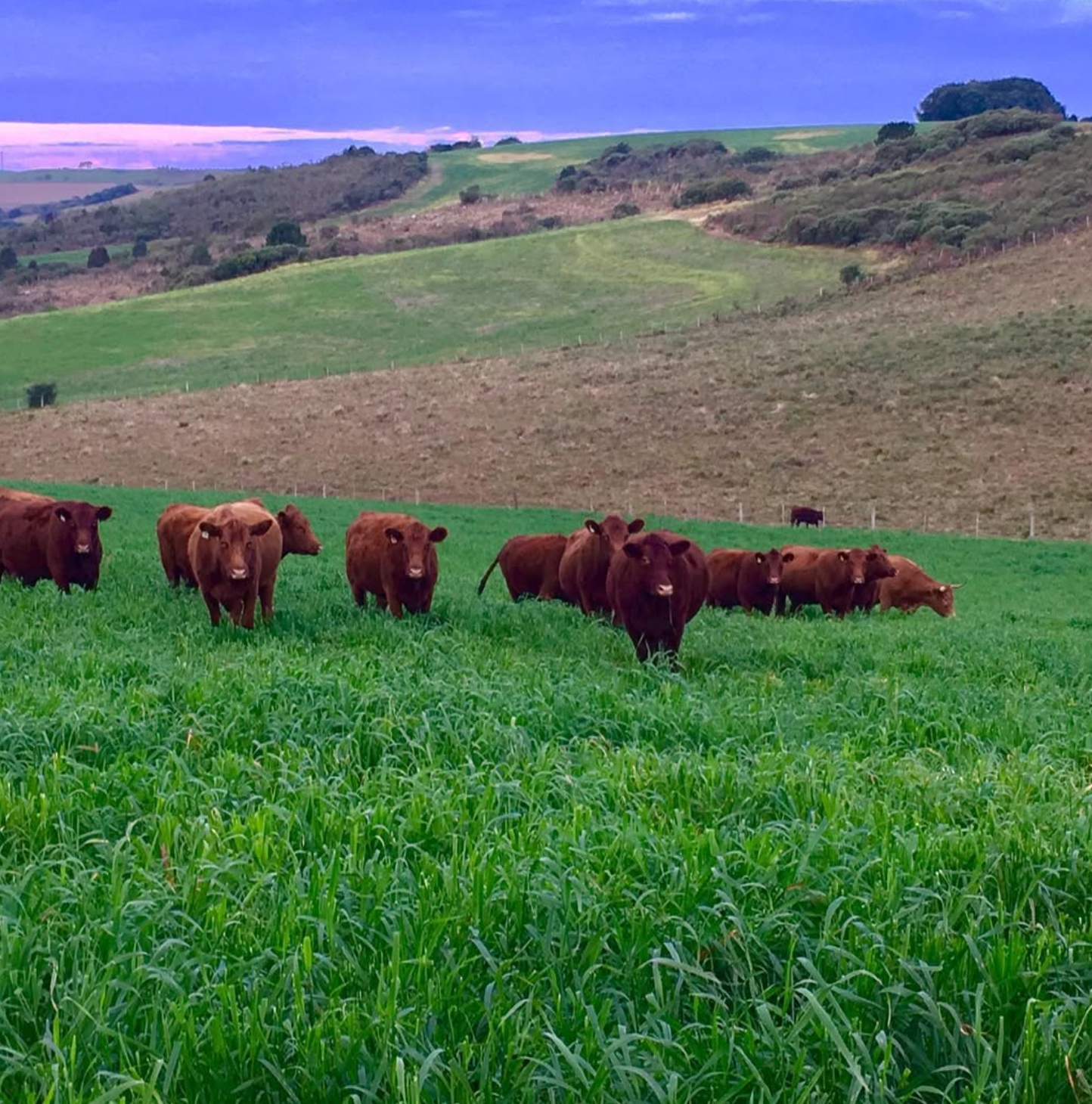Red Poll Cattle for sale - Image 2