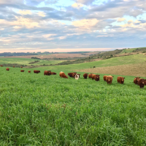 Red Poll Cattle for sale