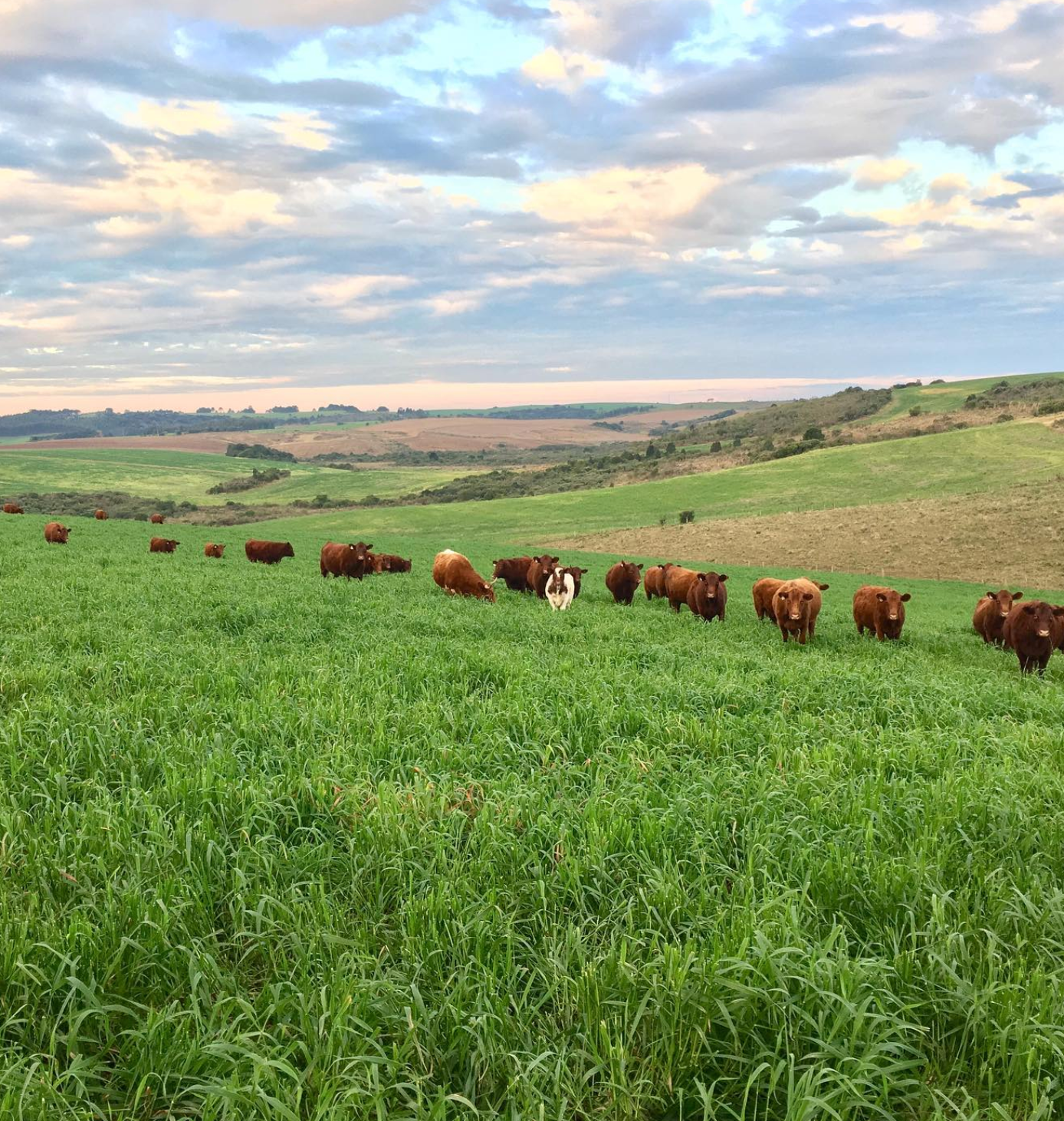 Red Poll Cattle for sale