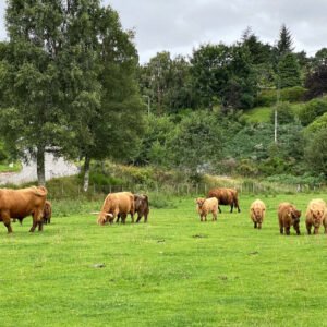 Hereford Cattle for Sale